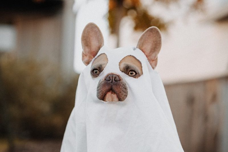 Pets & Your Halloween Candy Don't Mix! Here's Why: